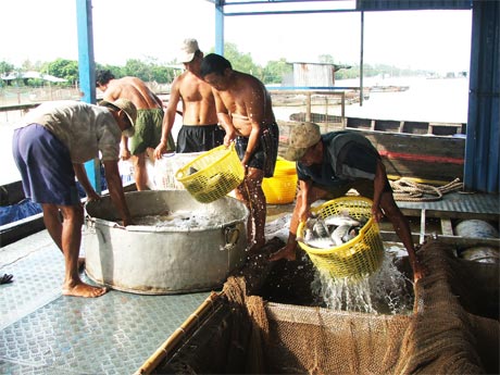 Cá rô phi Đài Loan cũng được thử nghiệm để nuôi cá bè nhưng hiệu quả mang lại vẫn chưa như mong đợi.