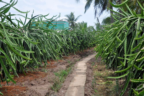 Vườn thanh long ở xã Qươn Long, huyện Chợ Gạo.