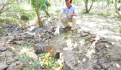 Hố chứa bưởi bị sâu đục trái tại xã An Thái Đông, huyện Cái Bè (ảnh phải)