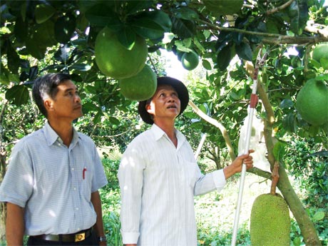 Ông Mai Văn Bằng (xã Cẩm Sơn) trao đổi với cán bộ Hội Nông dân xã Cẩm Sơn về hiệu quả trồng bưởi da xanh xen mít Thái siêu sớm.