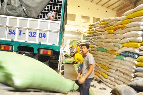Các doanh nghiệp triển khai mua gạo tạm trữ theo chủ trương của Chính phủ.