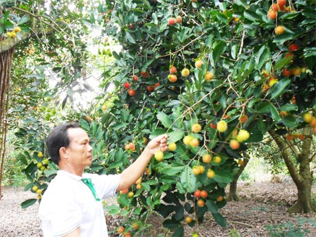Vườn chôm chôm sản xuất theo VietGAP của ông Nguyễn Văn Chí ở ấp Tân Luông A, xã Tân Phong.