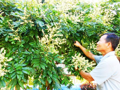 Ông Nguyễn Văn Hưng, ấp Quí Thành, xã Nhị Quí đang chăm sóc vườn nhãn VietGAP, chuẩn bị cho vụ thu hoạch mới.