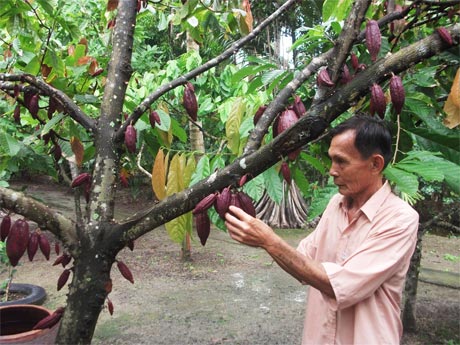 Ông Đào Văn Năm tiếp tục theo đuổi mô hình ca cao xen canh trong vườn dừa
