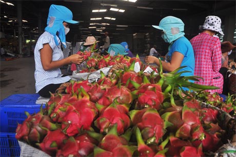  Đóng gói thanh long xuất khẩu tại Công ty Rau quả Tiền Giang.