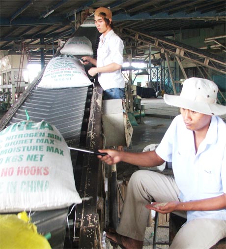Vận chuyển gạo về nhà máy lau bóng để xuất khẩu.