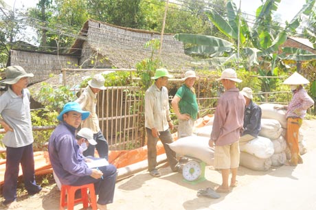 Tham gia CĐML, ND xã Thạnh Lộc (huyện Cai Lậy) phấn khởi vì công ty xuống mua lúa tại ruộng và trả tiền ngay.