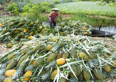 Tân Phước là một trong những huyện có nhiều Nông dân SXKD Giỏi. Trong ảnh: Được mùa khóm. Ảnh: Duy Bằng