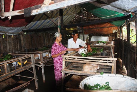 Bà Nguyễn Ngọc Ánh vượt khó nhờ mô hình nuôi thỏ do Hội LHPN giúp vốn.