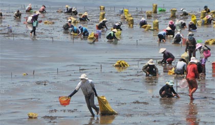 Hàng ngàn người dân thu hoạch nghêu ở bãi biển Tân Thành