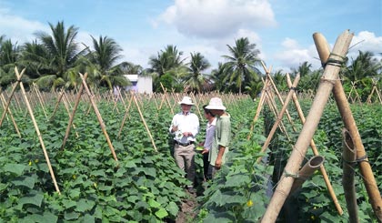 Mô hình trồng rau ăn quả “sạch” ở Tân Hoà Thành.