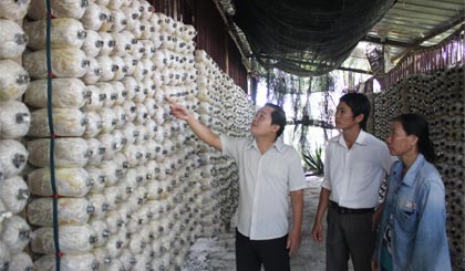 Mô hình trồng nấm bào ngư xám của anh Trương Quốc Toàn.