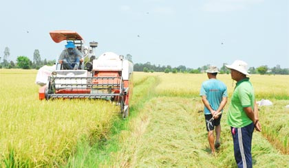 Nông dân xã Hậu Mỹ Bắc A, huyện Cái Bè phấn khởi thu hoạch lúa hè thu chính vụ.