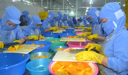 Xoài đông lạnh của Công ty TNHH Long Uyên được công nhận là sản phẩm công nghiệp nông thôn tiêu biểu cấp tỉnh 2014.