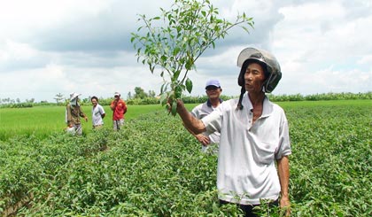 Giống ớt Hồng Hạc 2 trồng được 90 ngày tuổi chưa ra bông, đậu trái.