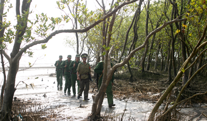 Lực lượng BĐBP tuần tra kiểm soát rừng phòng hộ ở cồn Ngang, xã Phú Tân, huyện Tân Phú Đông.