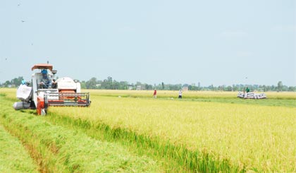 Thu hoạch lúa trong mô hình “Cánh đồng lớn” ở xã Hậu Mỹ Trinh, huyện Cái Bè.