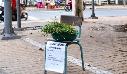 Cây nở ngày đất được quảng cáo là thuốc trị bệnh và được bày bán ở góc đường Lê Lợi - Nguyễn Trãi, phường 1, TP. Mỹ Tho.