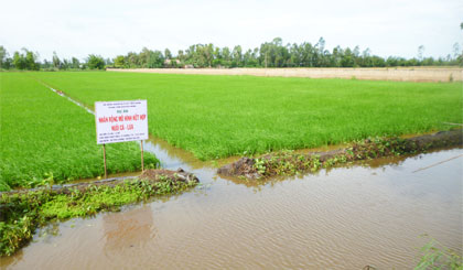 Mô hình kết hợp nuôi cá-lúa ở xã Phú Cường, huyện Cai Lậy.