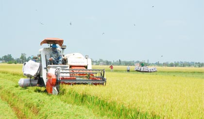 Thu hoạch lúa trên cánh đồng lớn vụ đông xuân 2013 - 2014 ở xã Hậu Mỹ Trinh, huyện Cái Bè. Ảnh: NGUYỄN SỰ