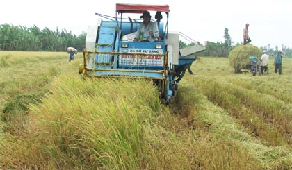 Thu hoạch lúa trên Cánh đồng lớn vụ đông xuân 2013 - 2014 ở xã Bình Nhì, huyện Gò Công Tây.
