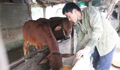 Xuân Thành chăm sóc đàn bò gần 20 con.