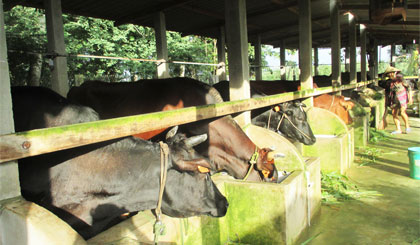 Nhiều nông dân huyện Gò Công Tây có cuộc sống khấm khá nhờ mô hình chăn nuôi bò.