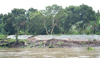 Sạt lở ở đầu cù lao Tân Phong (huyện Cai Lậy) gây thiệt hại cho vườn cây ăn trái. Để hạn chế mất đất, người dân đã trải ny lông lên bờ cù lao nhưng vẫn xảy ra sạt lở.