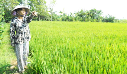Nhiều trà lúa ở ấp Khương Thọ (xã Đồng Sơn, huyện Gò Công Tây) bị đỏ lá do nguồn nước nhiễm phèn.