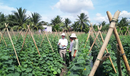 Xã Tân Hòa Thành (huyện Tân Phước) đang nỗ lực về đích xã đạt chuẩn NTM trong năm nay.