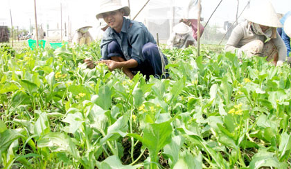 Thu hoạch rau tại vùng sản xuất rau đạt tiêu chuẩn VietGAP ở ấp Thuận Hòa (xã Long Thuận, TX. Gò Công).