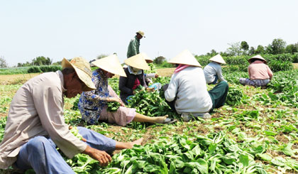 Các mô hình sản xuất nông nghiệp hiệu quả giúp Tân Điền đạt tiêu chí Thu nhập.