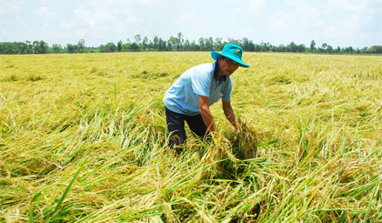 Lúa của ông Nguyễn Văn Em, ấp Hậu Phú 2, xã Hậu Mỹ Bắc A, huyện Cái Bè chín rục, ngã đổ nhưng thương lái chưa cho thu hoạch.