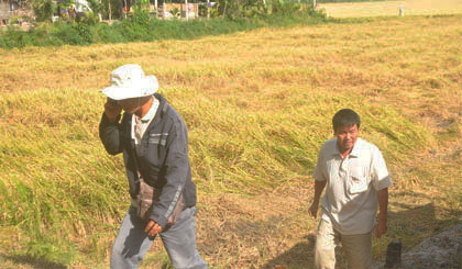 “Cò” lúa (bên trái) và thương lái đến xem lúa của nông dân.