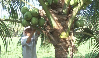 Nông dân Mai Văn Huỳnh thu hoạch dừa xiêm.