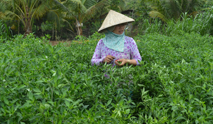 Bà Nguyễn Thị Hòa đang thu hoạch ớt.