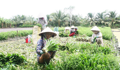  Nông dân xã Phước Thạnh thu hoạch ngò gai.