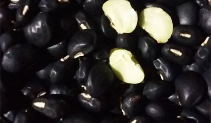Nuốt sống hạt đậu đen xanh lòng để trị bá bệnh là bài thuốc phản khoa học, không nên áp dụng.