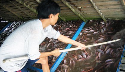 Giá cá điêu hồng tăng nhẹ, nông dân làng bè có mức lãi khá. (Ảnh chụp ở xã Thới Sơn, TP. Mỹ Tho)