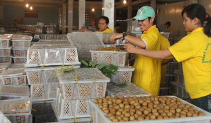 Nhãn đang trở thành mặt hàng xuất khẩu tiềm năng của Việt Nam.