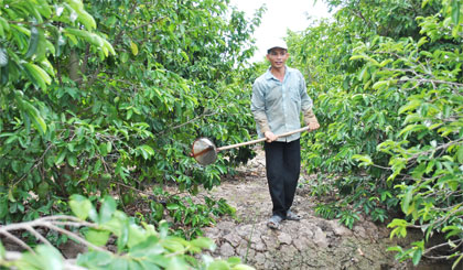 Cây mãng cầu Xiêm đang được người dân Tân Phú Đông lựa chọn để thay thế những cây trồng kém hiệu quả.