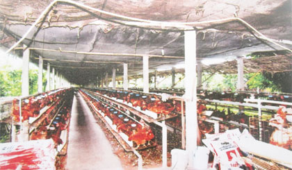 Mô hình trang trại gà đẻ (10.000 con) của ông Nguyễn Văn Minh, ấp An Cư.