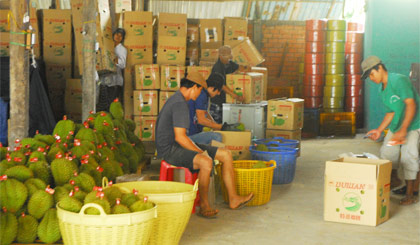 Một vựa sầu riêng ở xã Tam Bình, huyện Cai Lậy đang đóng thùng để xuất khẩu.