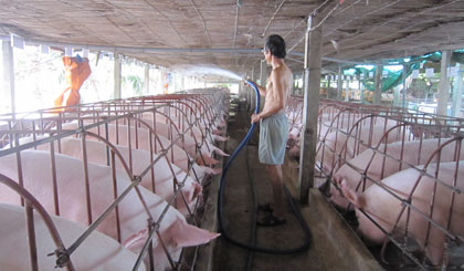 Mô hình chăn nuôi heo trang trại của ông Trần Minh Hiếu, xã Bình Nhì, huyện Gò Công Tây. Ảnh: XUÂN TƯỚC.