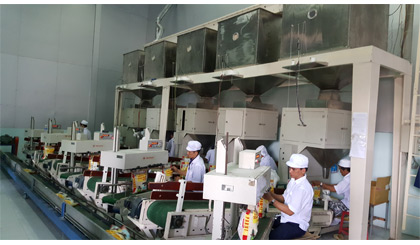 Hệ thống đóng gói gạo chất lượng cao theo tiêu chuẩn HACCP tại Tigifood.