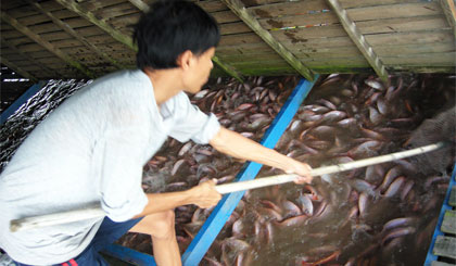 Nên chọn cá điêu hồng là sản phẩm lợi thế trong chiến lược phát triển cá rô phi Việt Nam (Ảnh chụp ở xã Thới Sơn, TP. Mỹ Tho).