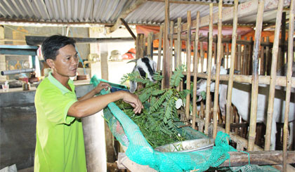 Đàn dê ở huyện Gò Công Đông tăng nhanh nhờ hiệu quả kinh tế cao.