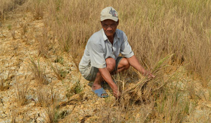 Người dân bên ruộng lúa chết khô do hạn hán. Ảnh: Phương Anh