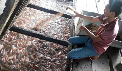 Giá cá điêu hồng bằng giá thành sản xuất khiến nông dân không khỏi lo lắng (Ảnh chụp ở xã Thới Sơn, TP. Mỹ Tho).