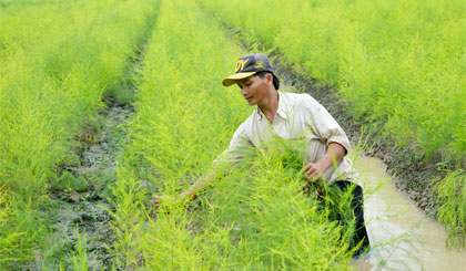Anh Lê Phan Minh Sơn, ấp Bình Hưng (xã Bình Phan, huyện Chợ Gạo) cắt bỏ những cây dương kém phát triển, nhiễm rầy, cháy lá.